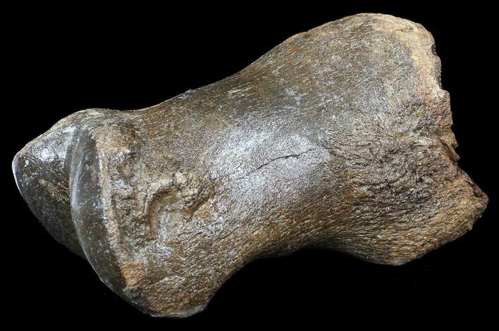 Ice Age Bison Metatarsal (Toe Bone) - North Sea Deposits #43145
